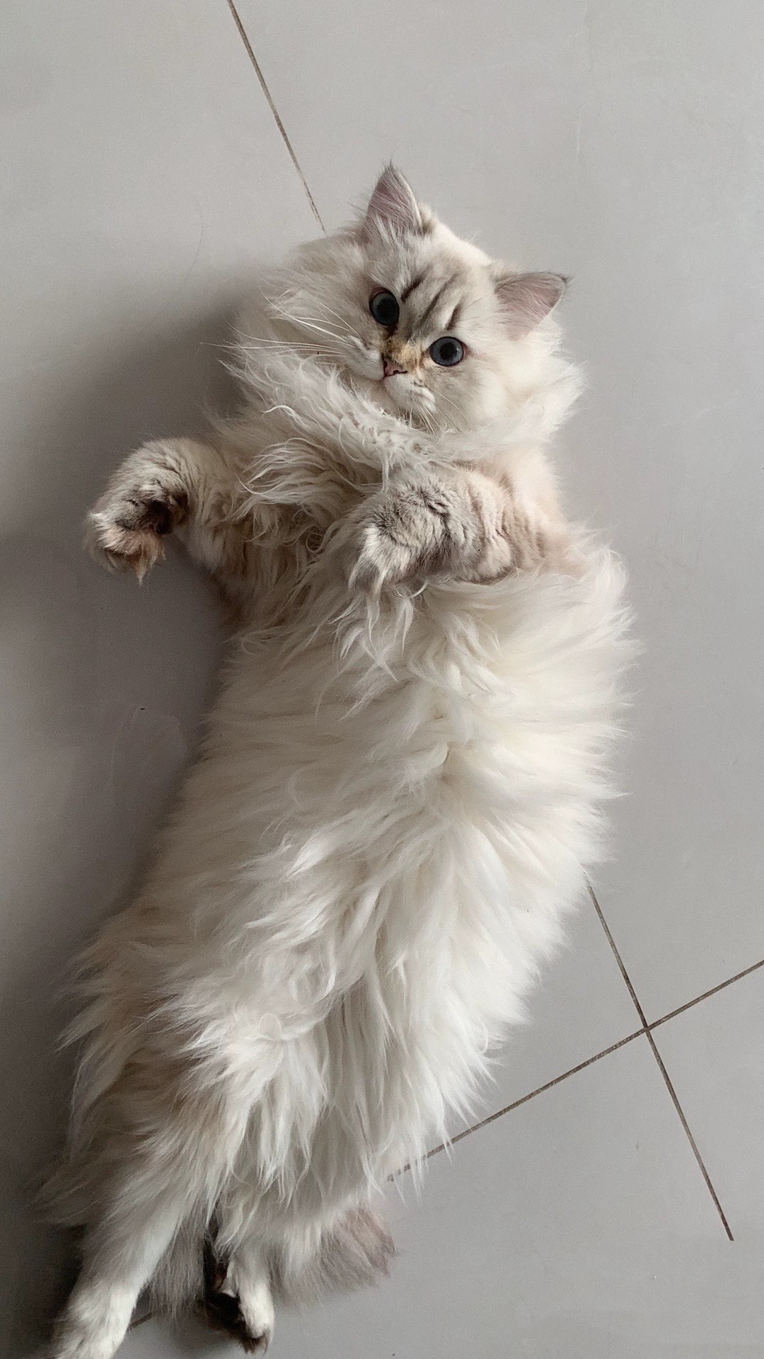 西伯利亚森林猫涅瓦色
